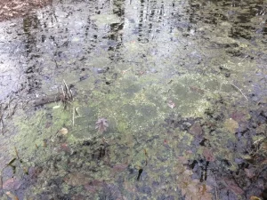 A large raft of wood egg masses colonized by algae floating on the water