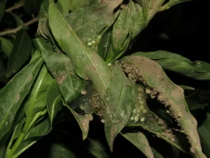 A leaf nest of a Waxy Monkey Tree Frog