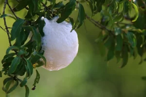 A nest of a gray foam nest tree frog