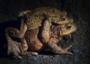 A pair European toads in amplexus