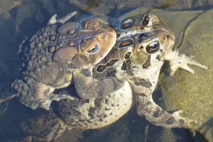 A pair of American toads in amplexus.