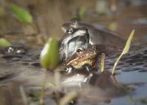 A pair of European common frogs mating. Notice the male has a distinct grayish coloration and looks different from the female.