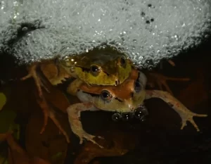 A pair of Fletchers frogs mating a creating a froth nest