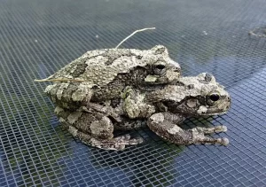 A pair of Gray tree frogs in amplexus.