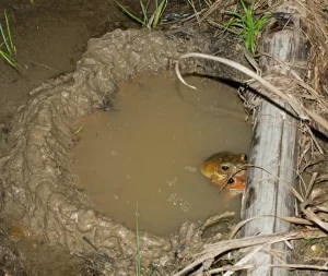 A pair of blacksmith tree frogs mating in their mud nest