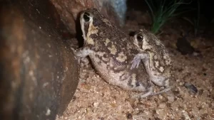 A pair of common rain frogs in amplexus.