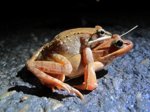 A pair of frogs in amplexus