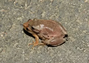 A pair of spring peepers in amplexus