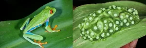 A red eyed tree frog with its eggs