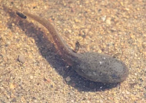 A single American bullfrog tadpole