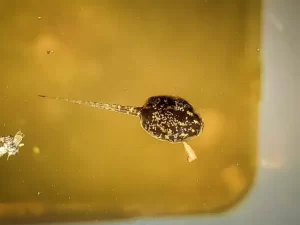 A single spring peeper tadpole