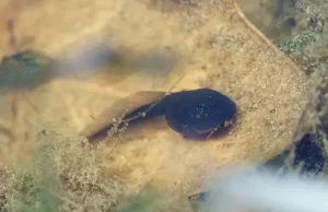 A single western toad tadpole