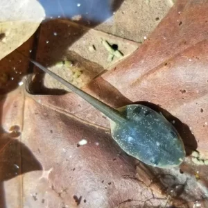 A single wood frog tadpole