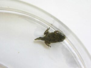 A tadpole of a Wyoming toad going through metamorphosis