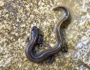 A-wet-Oklahoma-Salamander-on-a-rock