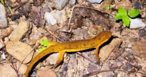 Adult eastern newt