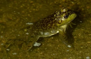 Adult frogs can absorb oxygen from the water through their skin