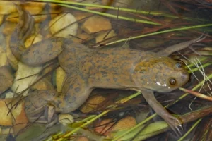 African Clawed Frog Xenopus laevis