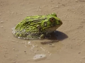 African bullfrog Pyxicephalus adspersus