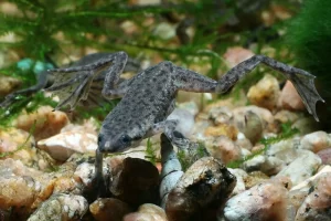 African clawed frogs have been observed eating their own and other frogs' tadpoles.