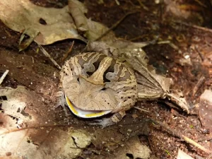 Amazonian Horned Frog pacman frog