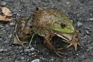 American bullfrog