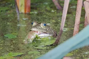 American bullfrog eating a Northern water snake