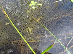 American bullfrog egg mass in shallow pond