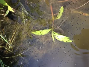 American bullfrog egg sheet on waters surface