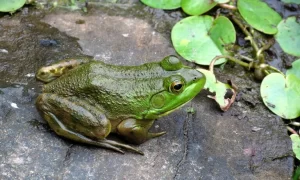 American bullfrog on concrete slab