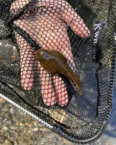 American bullfrog tadpole in a net