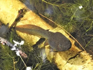 American bullfrog tadpole in a shallow pool