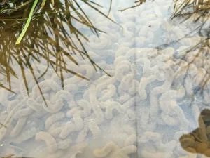 American eggs underwater