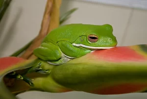 American green tree frog Hyla cinerea in a sleeping posture