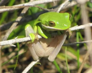 American green tree frogs get a considerable amount of UVB exposure in the wild