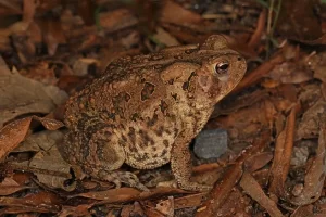 American toad