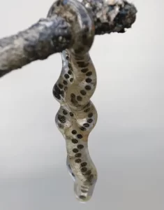 American toad egg strand out of the water