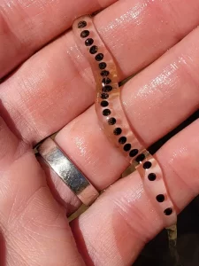 American toad egg strand with a thick jelly coating