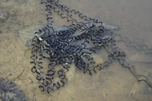 American toad egg strings