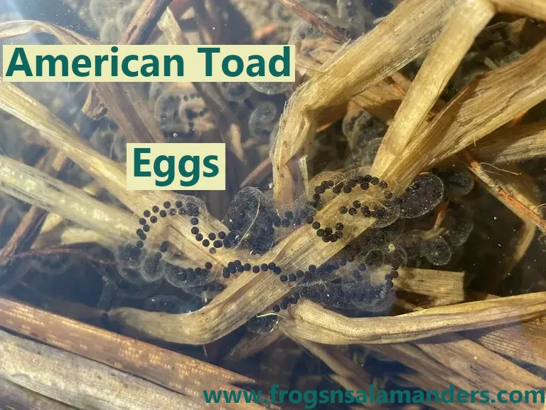 American toad eggs