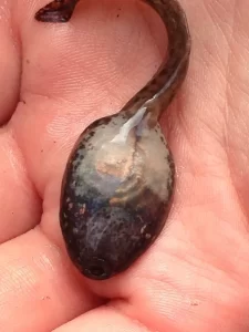 American toad tadpole bottom view