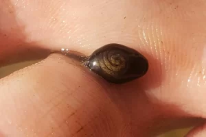 American toad tadpole with coiled intestine visible