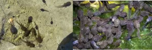 American toad tadpoles vs wood frog tadpoles