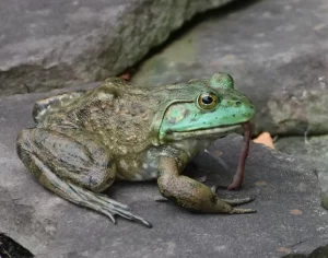 An American bullfrog eating a worm