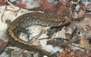 Apalachicola Dusky Salamander