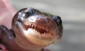 Arboreal salamander showing its teeth