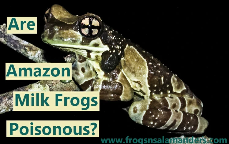 Are Amazon milk frogs poisonous?