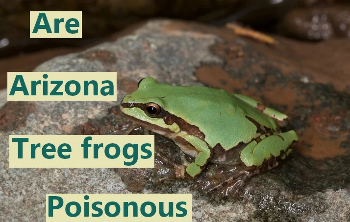 Are Arizona tree frogs poisonous?