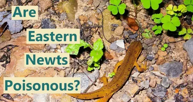 Are Eastern newts poisonous?