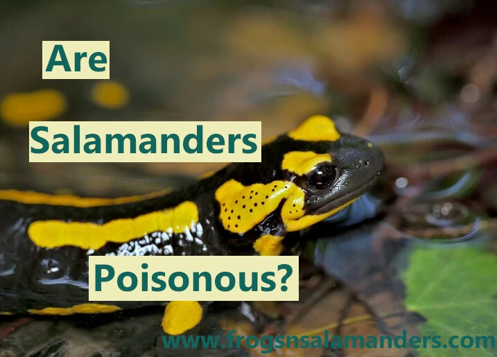 Are Salamanders poisonous?